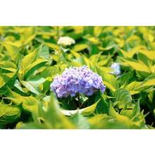 200 semillas de hortensias, flores fáciles de cultivar para plantar al aire libre. - 200 - Ver 5