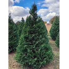 Avec les cyprès italiens - Arbres de paysage parfaits et élégants, décorations de jardin et de cour - résistants au froid et à la chaleur, avec des feuilles vertes toute l'année. - Graines de sapin et de cyprès italiens - Voir 3