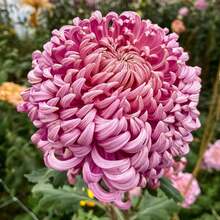 249 Chrysanthemums: Silky Like Palm Cream Cake - 249 - View 5