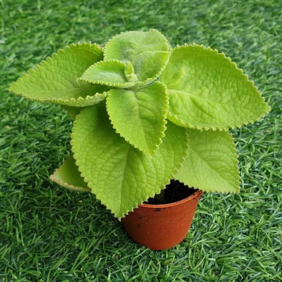 Oregano Italian Oregano HERB , Heirloom, 1000 Pcs, Healthy Delicious Plants Live  Outside Mosquito Repellent Outdoor Garden Plants For Planting Perennial,Flowers Traditional Garden Uitable For Indoor Planting And Easy To Grow - 1pack - 查看 1