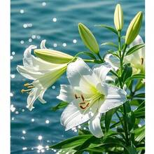 Graines de fleurs de lys StüPremium - Faciles à cultiver, pour les jardins domestiques, plantes pollinisatrices non OGM - 100 pièces - Voir 6