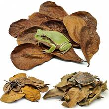 Dry Oak Leaf Litter Reptiles,0.35 OZ Oak,30Pcs Longan & 10PCS Almond Leaves,Leaf Litter Isopods Live Substrate Terrarium Bedding,Snakes,Frogs,Isopod,Spider, Cricket - 1PCS - View 9