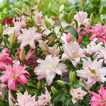 Lis double mixte - Agréablement parfumé - Grandes fleurs jusqu'à 90 cm de hauteur - Bien adapté comme fleurs coupées - Vivace - 100 pièces - Voir 2