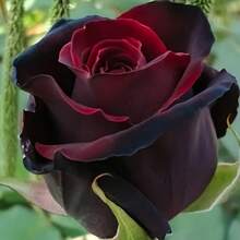 Black And Red Roses, Evergreen And  Flowers, Rose Bush Seeds, Suitable For Planting, Suitable As A Gift. - 100 - View 5