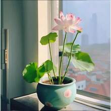 発芽済みの多色蓮の盆栽種子 - 植え付け準備済み、屋内および屋外の水生庭園に最適、植え付けガイド付き、最小限の手入れで簡単に育てられます。 - 種子30個 - チェックする 4