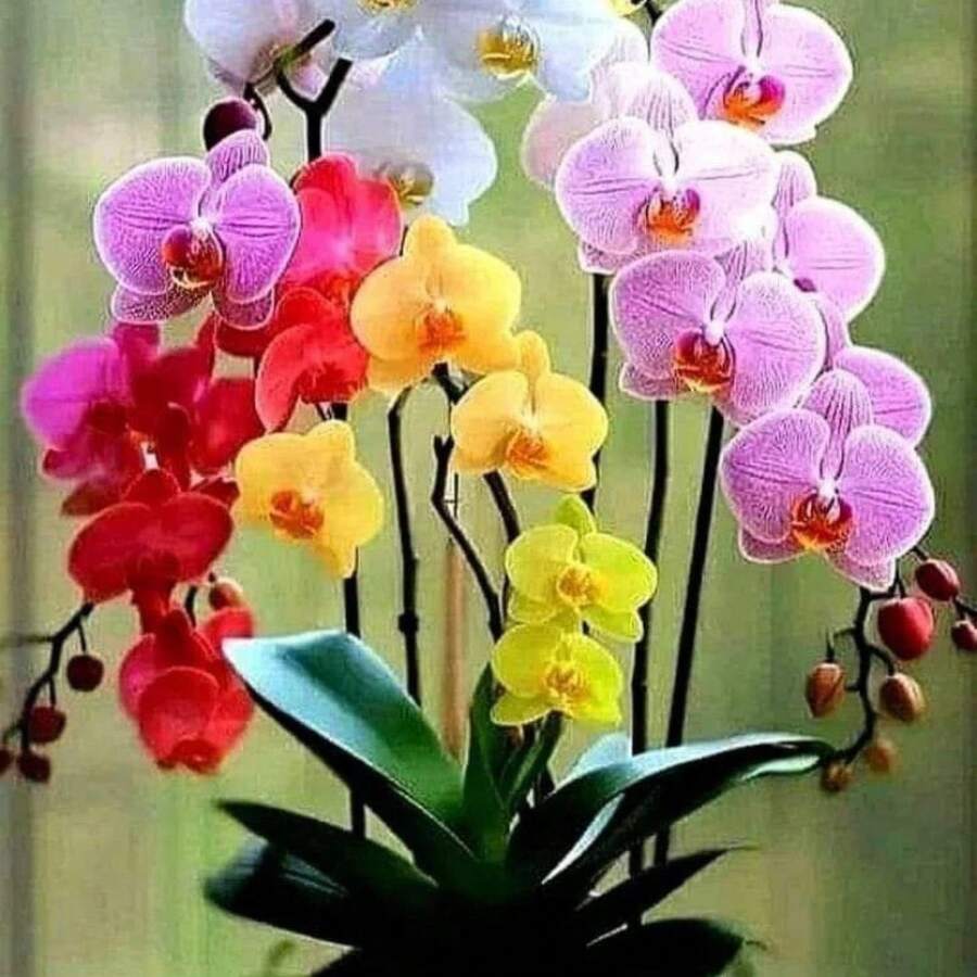 Semillas de Orquídea Phalaenopsis 50, Perenne Resistente, de Floración Prolongada, para Interiores y Exteriores, Hermosa Planta Decorativa en Maceta - 50 unidades (H005#1) - Ver 1