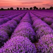 Lavender Seeds, Perennial Outdoor Flower Seeds, Perennial Groundcover Seeds, Creeping Grass Seeds, Flower Seeds For Planting, Garden And Plant Seeds, Local Delivery. - 100粒/包 - 查看 12