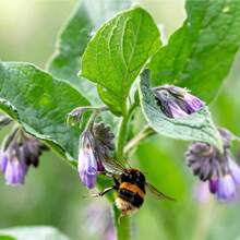 Rare Quinoa Seeds (Symphytum Officinale) Non-GMO, Traditional Seeds, Suitable For Planting - 50件 - 查看 3