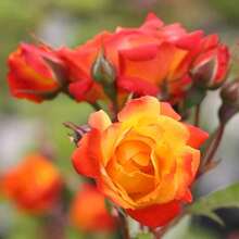 Heirloom Roses - Planta de Rosas Trepadoras - Piñata Climber Bush, Rosa Naranja y Amarilla, Planta Viva para Plantar al Aire Libre - 200 unidades - Ver 3
