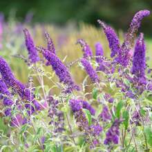 Graines de plantes couvre-sol, plantées pour la décoration du jardin, fleurs et plantes d'extérieur, convenant aux amateurs de plantes comme cadeaux de la nature, approvisionnées localement. - 100 pièces/graines - Voir 3