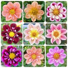 菊の種 - 蜂や蝶を引き寄せる香り、植物愛好家への自然からの贈り物として最適、地域配送可能 - 種子50個入り - チェックする 2