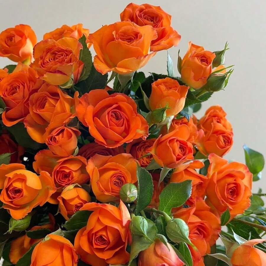 High Growth Rate Orange Rose  - Large Precious Flowers, Traditional Garden , Suitable For Indoor Planting And Easy To Grow - Quả cam - Xem 1