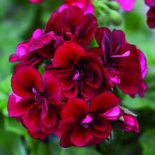 109-Piece Geranium Flower Garden For Planting - Perennial Geraniums In Bed And Basket Garden - 109件 - 查看 1