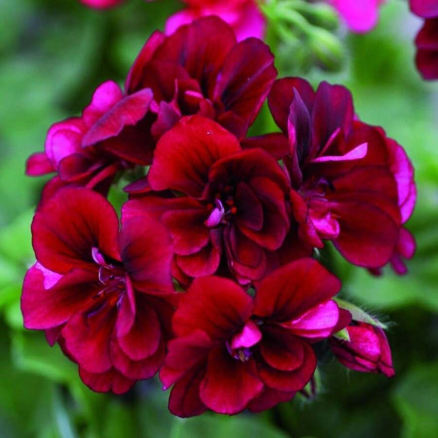 109-Piece Geranium Flower Garden For Planting - Perennial Geraniums In Bed And Basket Garden - 109件 - 查看 1