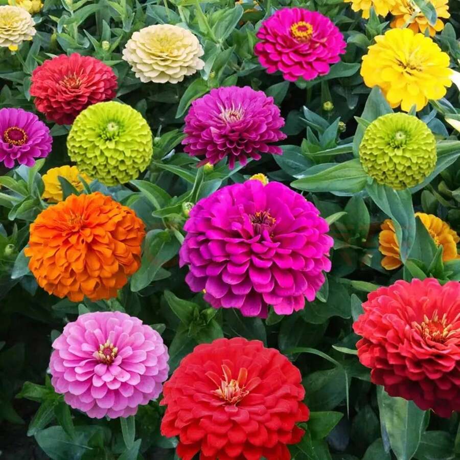 1000pcs Zinnia Giants  Red Orange Yellow White Pink Purple Heirloom NonGMO USA Grown Premium Flower - 種子 - 查看 1