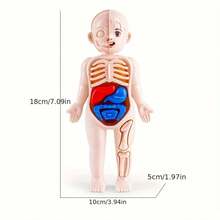 Human Organ Model Assembly Toy, Early Education Body Structure Cognitive Teaching Tool, Intellectual Science Educational Toy - Multicolor - View 5