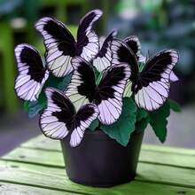 Black&White Butterfly Coleus Oral Foliage Is Suitable For Indoor And Outdoor Garden Decoration - 種子 - 查看 2