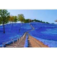 30000pcs Blue Creeping Thyme  Planting Grow Easily Ground Cover  Non-GMO Thymus Serpyllum  Outdoor Indoor - 10000 - Xem 4