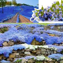30000pcs Blue Creeping Thyme  Planting Grow Easily Ground Cover  Non-GMO Thymus Serpyllum  Outdoor Indoor - 10000 - Xem 8