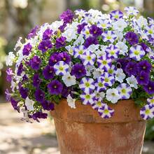 24 Stücke dreifarbige Farbverlauf Gänseblümchen Künstliche Blumen, geeignet für Feiertags-Dekoration, Outdoor Garten Dekoration, Frühlings-/Sommer-Dekoration, Innen- und Außenbereich Dekoration, Luxusresidenz, Büro, Hotel, Zuhause, Hochzeit, saisonale Feiern, Outdoor-Festivals, Einweihungsgeschenke, anwendbar für alle Raumtypen - Lila + Weiß - Übersicht 14