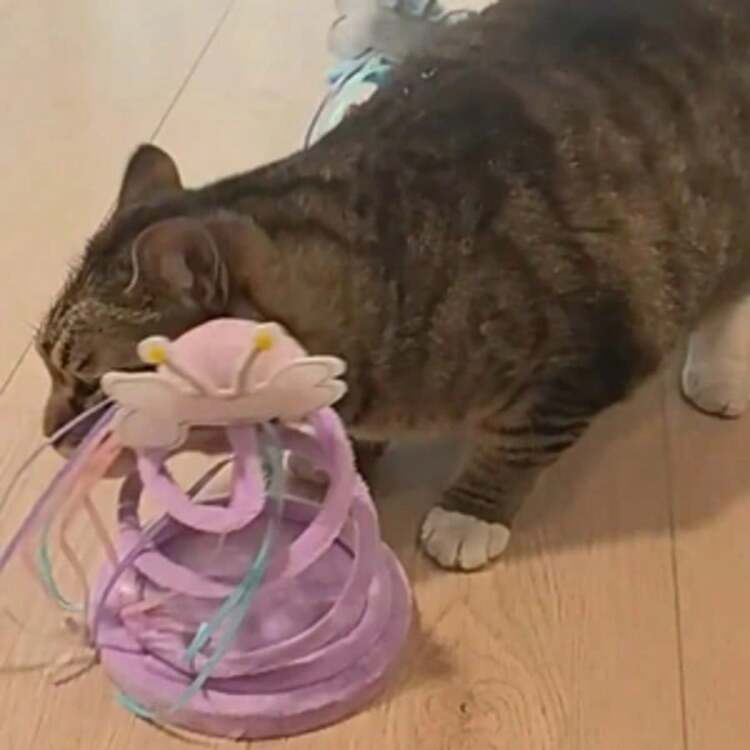 带底座逗猫玩具，自娱自乐缓解无聊螺旋钢丝弹簧蜜蜂猫抓板，猫玩具猫纪念品，趣味十足，猫明星人爱不释手 - 查看 2