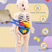 Human Organ Model Assembly Toy, Early Education Body Structure Cognitive Teaching Tool, Intellectual Science Educational Toy - Multicolor - View 4