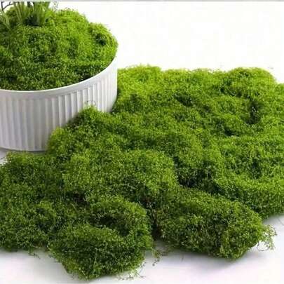 1 gói rêu nhân tạo 50/100g, cây giả bằng nhựa PP màu xanh lá cây trông như thật, thích hợp cho các dự án thủ công DIY, trang trí nhà cửa, tiểu cảnh mini, bể cá thủy tinh, vườn cổ tích, trang trí đám cưới và bể cá cảnh.