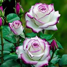 piezas de semillas de rosa, arbustos de floración perenne, plantas fáciles de cultivar, semillas para uso en interiores y exteriores, jardín, arbustos de flores que crecen bajo pleno sol, piezas de semillas de rosa. - 100 unidades (M001#4) - Ver 5