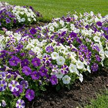 24 Stücke dreifarbige Farbverlauf Gänseblümchen Künstliche Blumen, geeignet für Feiertags-Dekoration, Outdoor Garten Dekoration, Frühlings-/Sommer-Dekoration, Innen- und Außenbereich Dekoration, Luxusresidenz, Büro, Hotel, Zuhause, Hochzeit, saisonale Feiern, Outdoor-Festivals, Einweihungsgeschenke, anwendbar für alle Raumtypen - Lila + Weiß - Übersicht 13