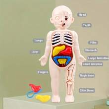 Human Organ Model Assembly Toy, Early Education Body Structure Cognitive Teaching Tool, Intellectual Science Educational Toy - Multicolor - View 6