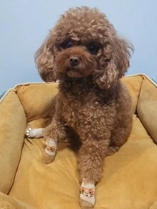 4只/套 可爱宠物狗袜，防滑护爪鞋，适用于贵宾犬、约克夏梗、吉娃娃等小型犬，适合室内使用，防止摔倒 - 彩色 - 查看 4