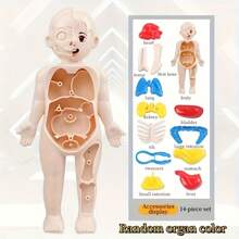 Human Organ Model Assembly Toy, Early Education Body Structure Cognitive Teaching Tool, Intellectual Science Educational Toy - Multicolor - View 2