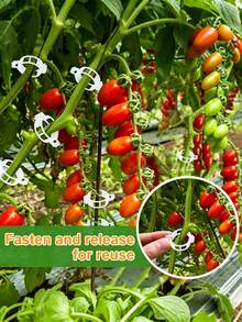 100个塑料植物固定夹，塑料网格夹，塑料温室植物支撑夹，番茄夹，塑料园艺夹，植物绑带，温室夹，帮助植物直立健康生长，幼苗固定藤蔓夹，春季植物种植捆绑夹，支撑葡萄藤、番茄藤和蔬菜直立生长，使植物更健康 - B - 查看 4