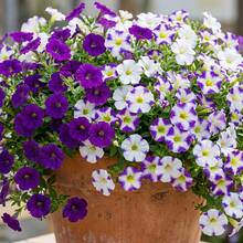 24 Stücke dreifarbige Farbverlauf Gänseblümchen Künstliche Blumen, geeignet für Feiertags-Dekoration, Outdoor Garten Dekoration, Frühlings-/Sommer-Dekoration, Innen- und Außenbereich Dekoration, Luxusresidenz, Büro, Hotel, Zuhause, Hochzeit, saisonale Feiern, Outdoor-Festivals, Einweihungsgeschenke, anwendbar für alle Raumtypen - Lila + Weiß - Übersicht 8