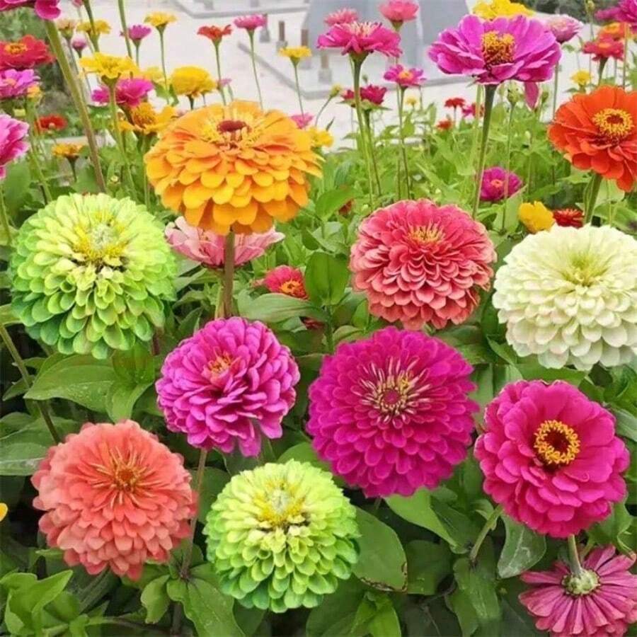Zinnias Flower S.EED Double-Petaled Large Flowers Bloom Continuously Dwarf Zinnias Flower S.EED Courtyard Landscape Flower Sea Landscaping - 400粒種子 - 查看 1