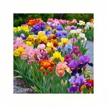 200+ Mixed Colors Precious Heirloom Iris Plant - Add Stunning Colors To Your Garden - 200 - Xem 4