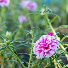 1000 S.EED-Mixed Colors, Antiques, Genetic Modification, Very Suitable For Insects, Annual Flowers-Heat-Resistant And Drought-Resistant Brilliant Flowers, Suitable For Family Gardens Cold-Resistant And Suitable For All Seasons, Suitable For DIY Gardens, Family Gardens, Flowerpots And Courtyards-Ideal Gardening Gifts-Free Delivery - Local Ready Stock - 1000 - 查看 6