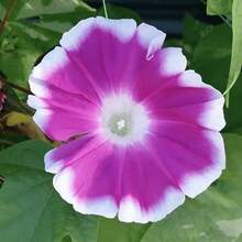 100 Semillas de Gloria de la Mañana Bicolor Blanco y Rojo: Crea una Espectacular Cortina Floral en tu Jardín con Contraste Dinámico y Elegancia - C - Ver 2