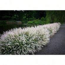 100 S.EED Of White Willow Japanese Mottled Goose Green Willow Plant S.EED - Cold-Resistant And Suitable For All Seasons, Ideal For DIY Gardens, Home Gardens, Flower Pots, And Courtyards - Ideal Gardening Gift - Free Delivery - Local Ready Stock - 100 hạt giống - Xem 4
