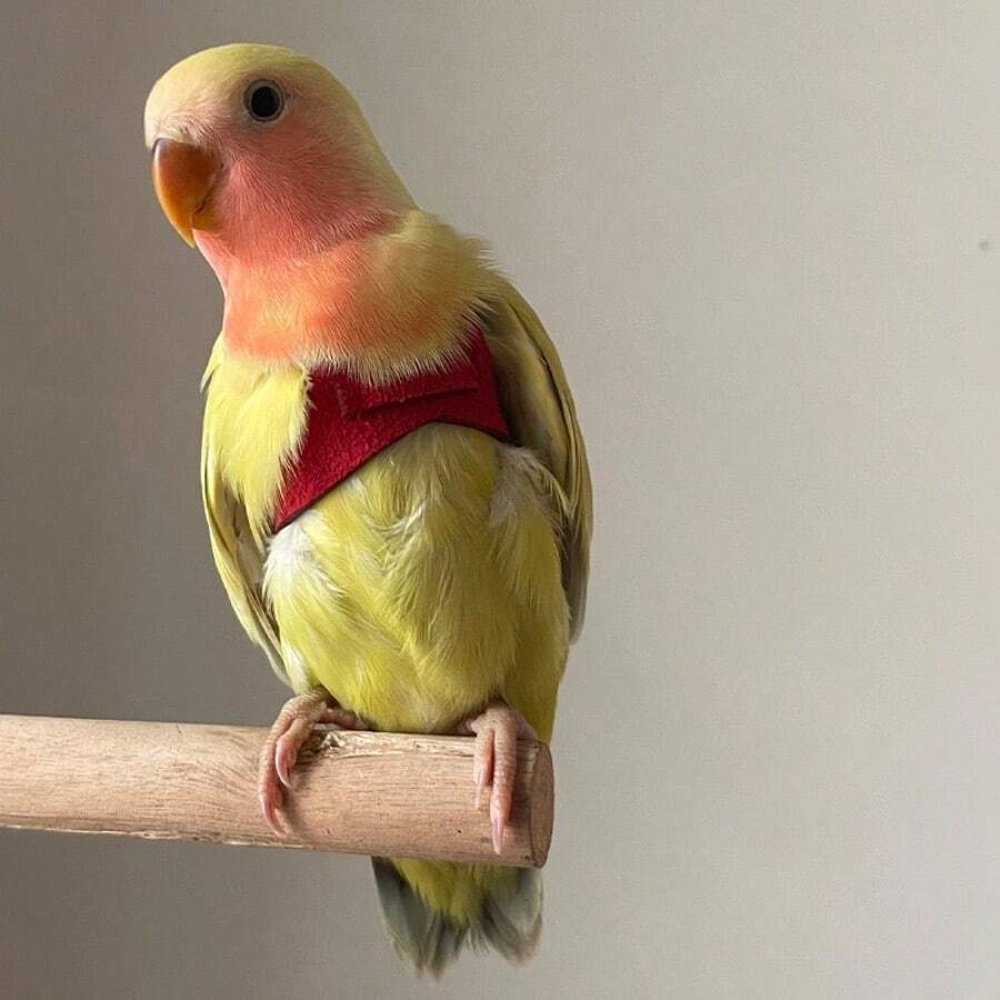 Áo khoác huấn luyện bay ngoài trời Parrot, khóa trước giúp ổn định và tăng lực kéo. - Xem 1