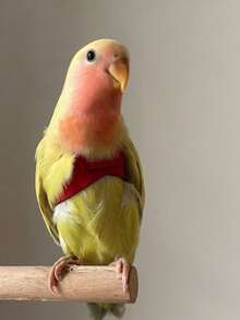 Áo khoác huấn luyện bay ngoài trời Parrot, khóa trước giúp ổn định và tăng lực kéo. - Xem 8