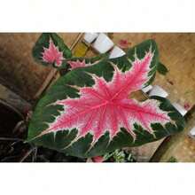100Joker Caladium Bulbs For Decorative Planting - Rosebud, Perennial Hosta, Elephant Ear, Fancy (6 Bulbs)Ideal For DIY Gardens, Home Gardens, Flower Pots, And Courtyards - Ideal Gardening GiftGreat For Garden S.EED - 100粒種子 - 查看 3