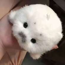 1个可爱迷你毛绒海豹幼崽玩偶，逼真海洋动物毛绒玩具，柔软海豹摆件挂件，桌面装饰，背包挂饰，生日/毕业/母亲节/儿童节礼物 - 彩色 - 查看 4