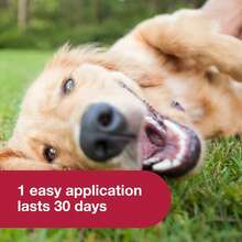 K9 Advantix II Medium Dog Flea, Tick & Mosquito Prevention | Dogs 11-20 Lbs. | 6-Mo Supply - 中型犬 - 查看 5