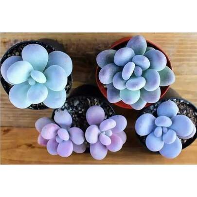 seeds Gift 500 piezas de semillas de suculenta Blue Moonstone 15 piezas, Pachyphytum Oviferum