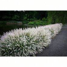 100 S.EED Of White Willow Japanese Mottled Goose Green Willow Plant S.EED - Cold-Resistant And Suitable For All Seasons, Ideal For DIY Gardens, Home Gardens, Flower Pots, And Courtyards - Ideal Gardening Gift - Free Delivery - Local Ready Stock - 100 hạt giống - Xem 2