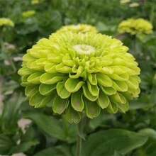 Zinnias Flower S.EED Double-Petaled Large Flowers Bloom Continuously Dwarf Zinnias Flower S.EED Courtyard Landscape Flower Sea Landscaping - 400粒種子 - 查看 3