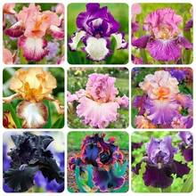 200+ Mixed Colors Precious Heirloom Iris Plant - Add Stunning Colors To Your Garden - 200 - Xem 5