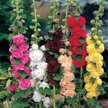 S.EED Non-GMO Mini Mix Giant Chrysanthemum Double Thistle S.EED Home Garden  Flower Quality Gift For Special Supply Outdoor Flowers Plants Gardening Nature - 100粒種子 - 查看 6