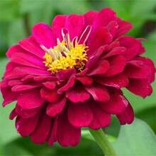 Zinnias Flower S.EED Double-Petaled Large Flowers Bloom Continuously Dwarf Zinnias Flower S.EED Courtyard Landscape Flower Sea Landscaping - 400粒種子 - 查看 2